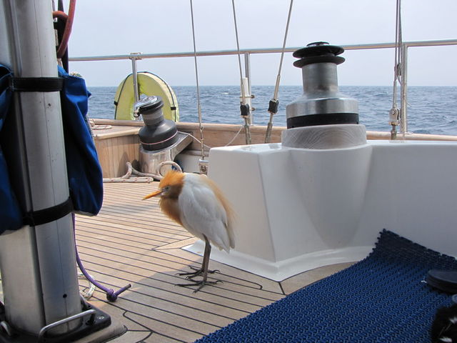 2009 Korea Cup International Yacht Race